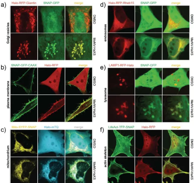 Figure S2: Cytosolic protein translocation to different cellular compartments: a) Giantin was used to  target the Halo-RFP-Giantin to the Golgi, b) the CAAX box of K-Ras targeted SNAP-GFP-CAAX to  the plasma membrane, c) Mito-SYFP-SNAP localized on mitocho