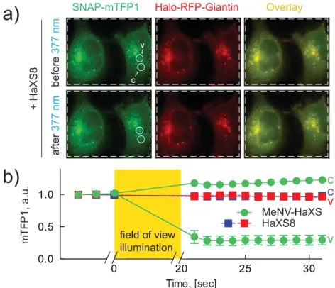 Figure S3: Release of Golgi-trapped SNAP-mTFP1 protein after UV illumination. a) At t = –15 min,  HeLa cells expressing SNAP-mTFP1 and Halo-RFP-Giantin were exposed to 5 µM HaXS8 (5 µM  MeNV-HaXS see Figure 3, main part), which caused the translocation of 