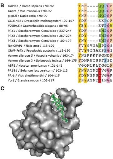 Fig.     2.   Structural model of the yeast Pry1 protein, conservation  of the putative caveolin-binding loop, and model of sterol-binding