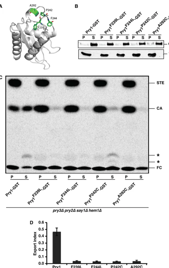 Fig.     3.   Mutations within the caveolin-binding motif abrogate the in vivo sterol-export function of Pry1