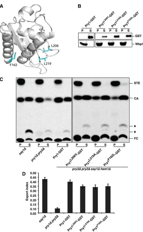 Fig.     4.   Mutations in other hydrophobic residues do not affect export of cholesteryl acetate in vivo