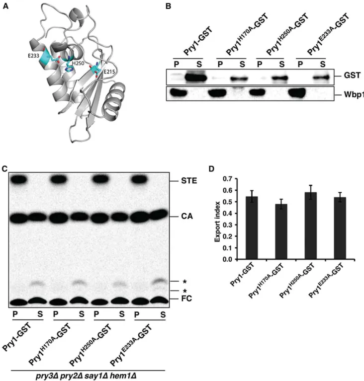 Fig.     5.   Mutations in putative active-site residues are functional for cholesteryl acetate export in vivo