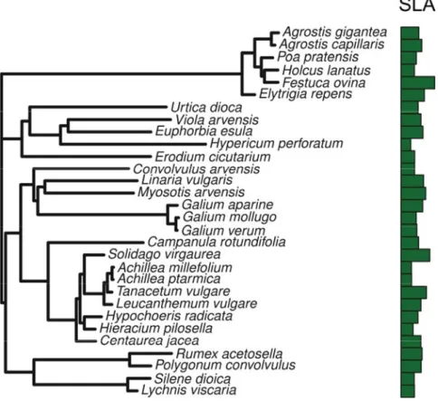 Figure S4. Phylogenetic tree of the plant species together with associated specific leaf area  values (SLA)
