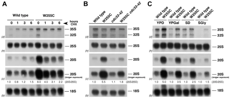 Figure 5. Translation rate modulates the levels of 20S pre-rRNA in rpl3 [W255C] cells