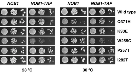 Figure 8. Synthetic enhancement of the slow-growth phenotype of the rpl3 [W255C] mutant by the NOB1 -TAP allele