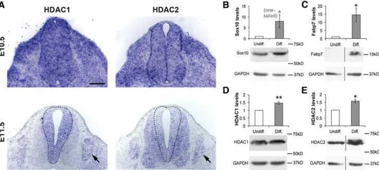 Figure 1. HDAC1/2 are robustly expressed in DRG and upregulated in JoMa1 neural crest cells during specification into glia