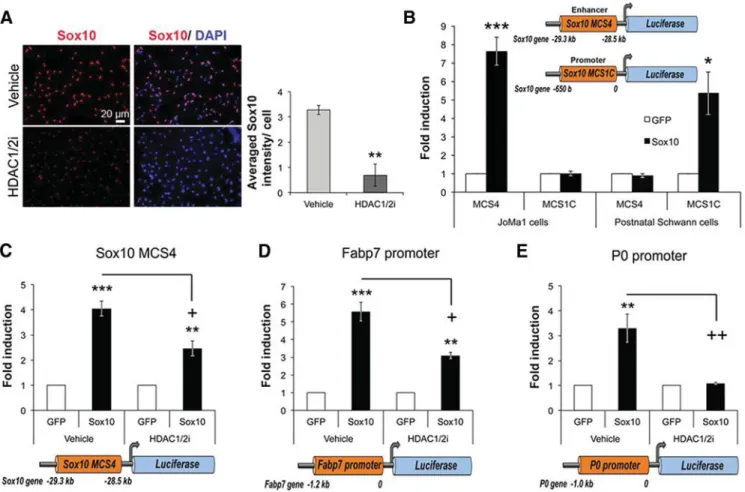 Figure 2. HDAC1/2 activity is required to maintain high Sox10 levels and for Sox10-dependent activation of Sox10, Fabp7 and P0 gene regulatory regions during specification into glia