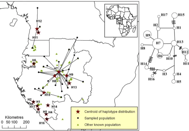 Figure S2. Distribution of pDNA haplotypes of Scorodophloeus zenkeri in Atlantic Central  Africa