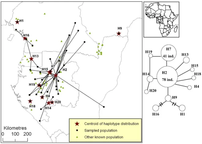 Figure S3. Distribution of pDNA haplotypes of Afrostyrax lepidophyllus in Atlantic Central  Africa