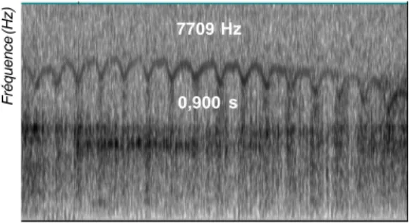 Figure 2 : Spectrogrammes représentant les cris de juvénile et de femelle adulte de Colobe Vert