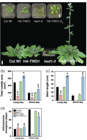 Figure 1. Expression of HA – TWD1-C t results in hypermorphic plants charac- charac-terized by enhanced stem length and leaf surface.