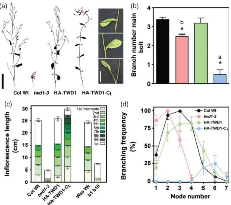 Figure 2. Shoot branching is highly reduced in HA – TWD1-C t .