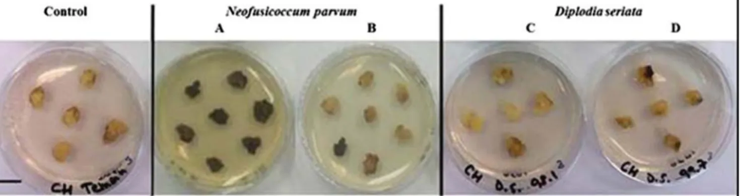 Fig. 1 Calli subcultured in Petri dishes with malt medium (control) or extracellular compounds from N