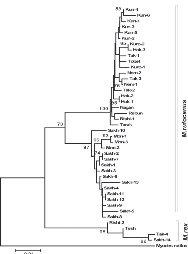 Fig. 2. Cladogram resulted from the phylogenetic analysis of the mitochondrial cytochrome b gene (817 bp) in M