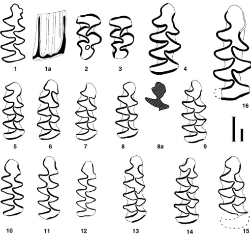Fig. 4. Characteristic small mammals of the Plio-Pleistocene sequence of the Azov Sea region