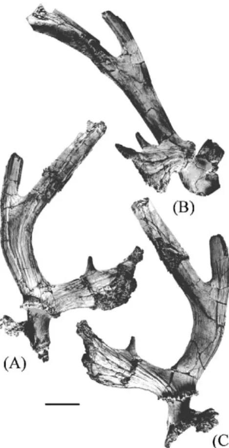 Fig. 2. Right frontal with antler, holotype of Praesinomegaceros venustus nov.
