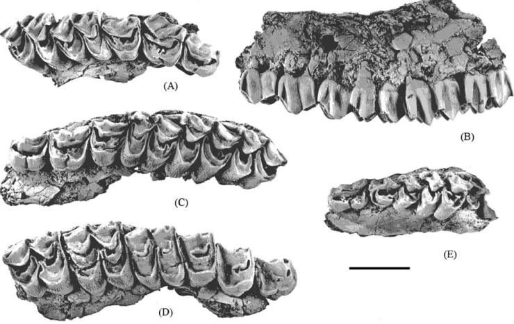 Fig. 3. Maxilla fragments of Praesinomegaceros venustus nov. sp.: (A) with P 2 -M 2 (PIN 5126/105) in occlusal view; with P 2 -M 3 (PIN 5126/19) in (B) labial and (C) occlusal view; (D) with P 2 -M 3 (PIN 5126/20) in occlusal view; (E) with D2-D4 (PIN 5126