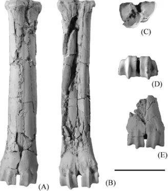 Fig. 6. Limb bones of Praesinomegaceros venustus nov. sp.: metacarpal (PIN 5126/113) in A: anterior; B: palmar; C: proximal; D: distal views; E: partial metatarsal (PIN 5126/114) in anterior view