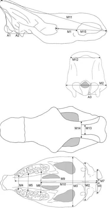 Fig. 4. Skull measurements. A1: opisthion angle; A2: occipital angle; A3: condylar angle; M1: distance orbit–nasal notch; M2: maximum occipital breadth; M3: