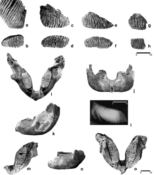 Fig. 2. Mammuthus primigenius dental and cranial elements from Padul: Three complete M3 dex