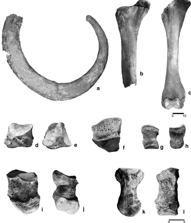 Table 2. The values of the Padul femur fall close to the average values of the comparative sample.