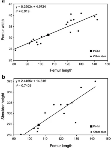 Fig. 5. Estimation of the Padul femur length (incomplete femur) obtained from the proximal width