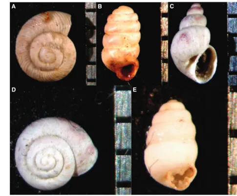 Fig. 3. Representative gastropod molluscs from Ayer Road, McFeely Road, Piper Canyon and Donnelly Road study sections