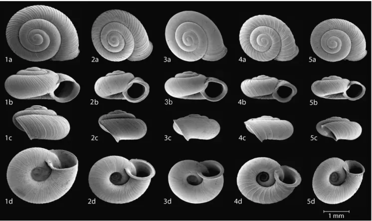 Fig. 6. The species of Vertigo, Gastrocopta and Carychium represented at Basovo: (a) Vertigo genesii, (b) V