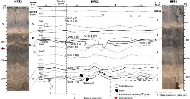 Fig. 3. Basovo study sections HFS1, HFS2 and HFS3 and their stratigraphic correlation