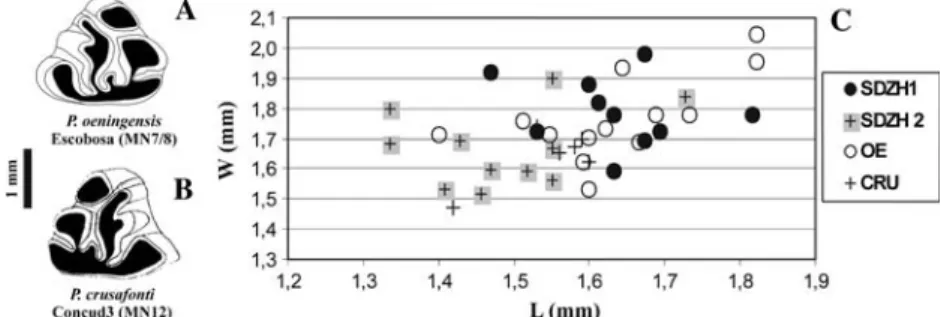Fig. 2 a, b Occlusal surface morphology of p3 of P. oeningensis and P. crusafonti; c p3 length (L)/width (W) scatterplot comparing P