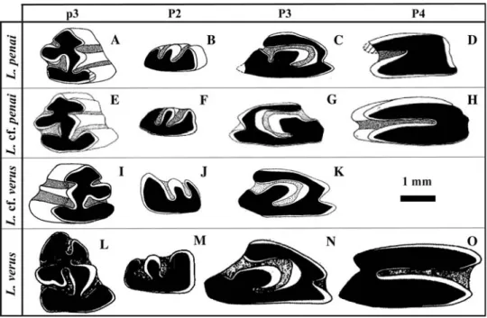 Fig. 3 Examples of dental morphologies of different populations of genus Lagopsis.