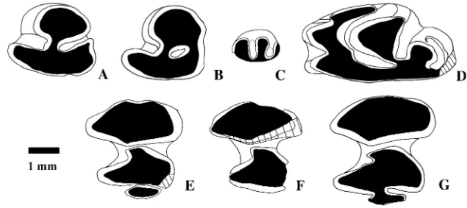 Fig. 4 Comparison of the observed range of the length (L) of p3 of different populations of Lagopsis (Iberian Peninsula fossil sites; data from Lo´pez Martı´nez 1984, 1989): 1 Ateca 3, 2 Villafeliche 2, 3 Bun˜ol, 4 Rubielos de Mora 2, 5 Las Planas 4a, 6 Sa
