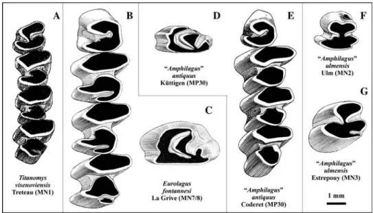 Fig. 7 Comparison of mean values of p3 length (L) of some populations of European primitive lagomorphs (data from Tobien, 1974 and Lo´pez Martı´nez 1989)