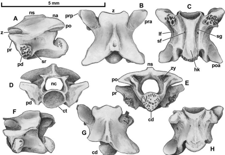 Fig. 1 Two trunk vertebrae (a–e BSPG 1959 II 15967; f–h BSPG 1959 II 15966) of Eoanilius sp