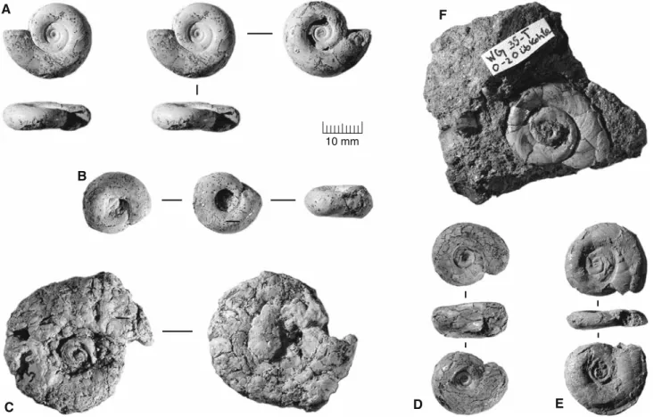 Fig. 4 Planorbidae I (big). a Planorbarius sp. (BSPG 1959 II 462), det. Gall as Planorbarius cornu mantelli (Dunker); location PQ 11-F, 140 cm above basis (layer D); figured in Gall (1973, pl