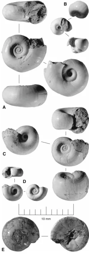 Fig. 5 Planorbidae II (small). a Planorbarius sp., var. I (BSPG 1959 II 16138), location PQ 10-G, sample IX, layer D, 160–170 cm above basis