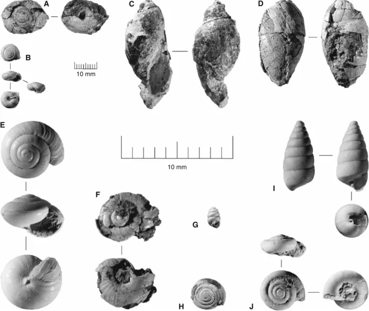 Fig. 6 Diverse gastropods. a–d: larger gastropods: 19. A Archaeoz- Archaeoz-onites sp
