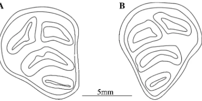 Fig. 1 Occlusal view of upper premolars (P4) of S. depereti from Sandelzhausen (MN5). a Right premolar, b left premolar