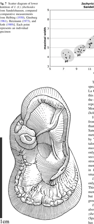 Fig. 7 Scatter diagram of lower dentition of I. (I.) zibethoides from Sandelzhausen, compared [comparative measurements from Helbing (1930), Ginsburg (1961), Heizmann (1973), and Roth (1989)]