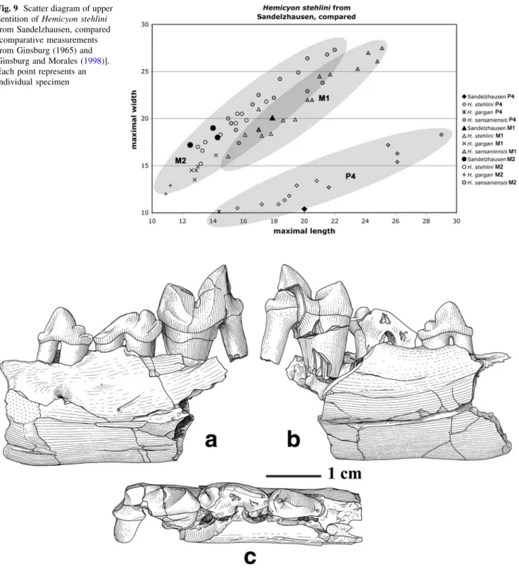 Fig. 9 Scatter diagram of upper dentition of Hemicyon stehlini from Sandelzhausen, compared [comparative measurements from Ginsburg (1965) and Ginsburg and Morales (1998)].