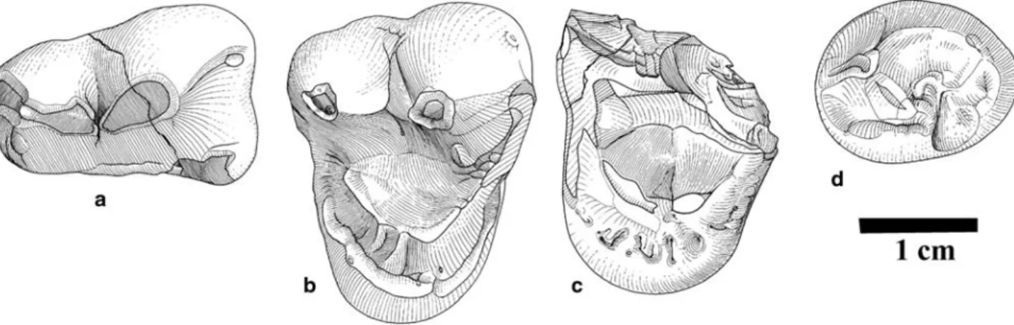Fig. 1 Amphicyon cf. major Blainville, 1841. a 2202, right P4; b 2226, right M1; c 8099, left M1; d 2235, left m3; all occlusal views