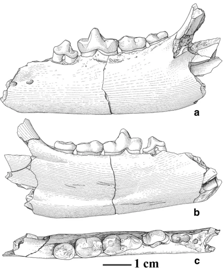 Fig. 4 Pseudarctos bavaricus (Schlosser, 1899) (8061: left mandible with alveoli of c inf., p3, p4-m3) from Sandelzhausen