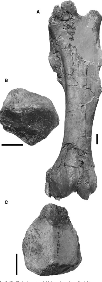 Fig. 10 Tarsals of M. bavaricum from Sandelzhausen. a Dorsal, b volar, and c distal views of BSPG 1959 II 11568, a right astragalus