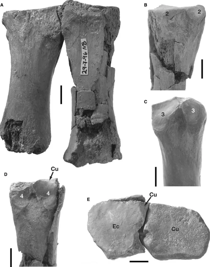 Fig. 11 Metatarsals of M. bavaricum from Sandelzhausen: right Mt III (BSPG 1959 II 11555) and right Mt IV (BSPG 1959 II 11558), probably the same individual
