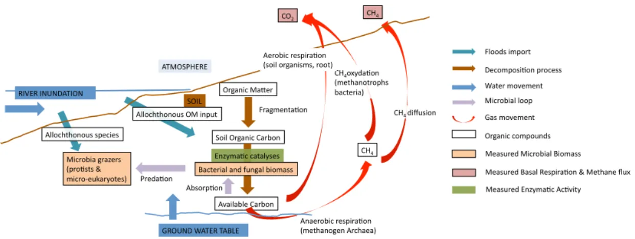 Figure  1.  Schematic  representation  of  organic  matter  decomposition  processes  and  microbial  communities  in  a  floodplain