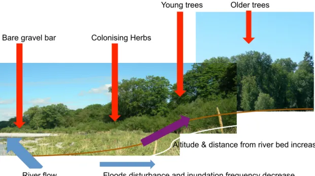 Figure  2.  The  succession  gradient  of  plant  colonisation  and  development  on  River  Thur  at  Niederneunforn  (Switzerland)