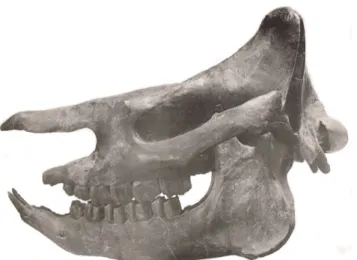 Fig. 3.– Crâne type de D. aginense, d’après Répelin (1917)