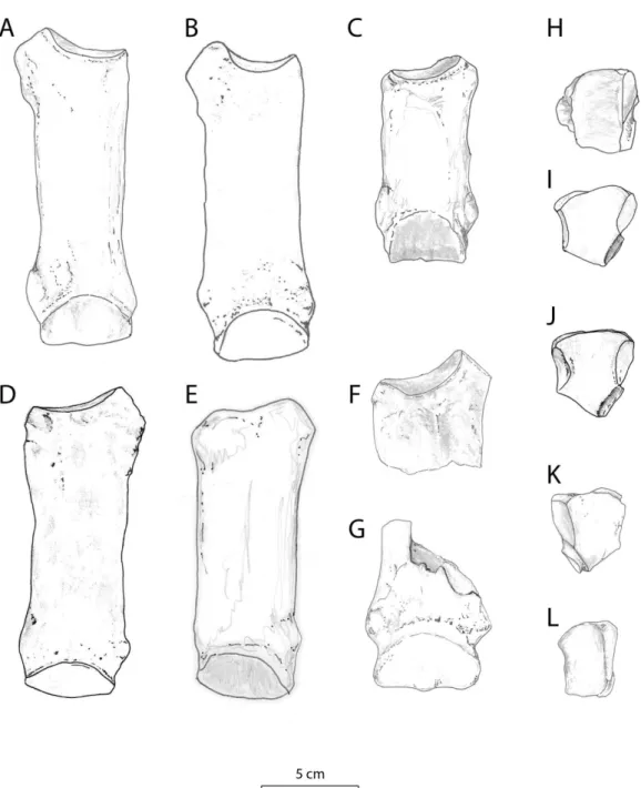 Fig. 5. –  McIII vue dorsale  A  :  Diaceratherium lamilloquense  d. (Castelmaurou, MP 29 ;  CAM31, MHNT) ;  B  :  Individu “Novembre” de Gannat d