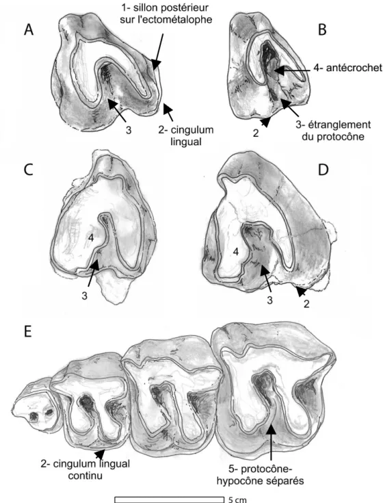 Fig.   6   –.  M3   g.   vue   occlusale  A  :  Diaceratherium   lemanense  (Bézac,   MN1   ;   crâne  UPS-BEZ1,   MHNT)   ;  B  :  D