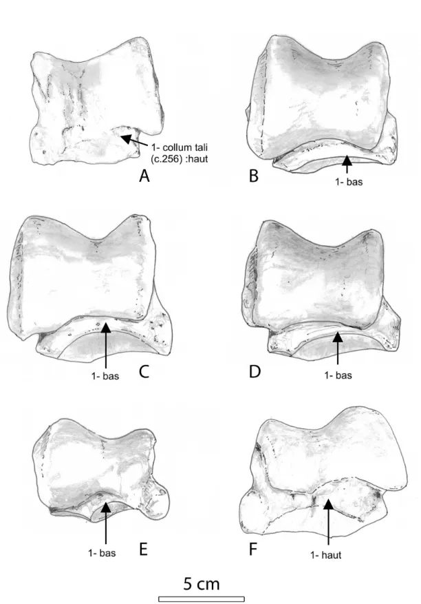 Fig. 7 –.  Astragale vue dorsale A : Diaceratherium lamilloquense g. (Castelmaurou, MP 29 ; CAM3’, MHNT) ; B : D